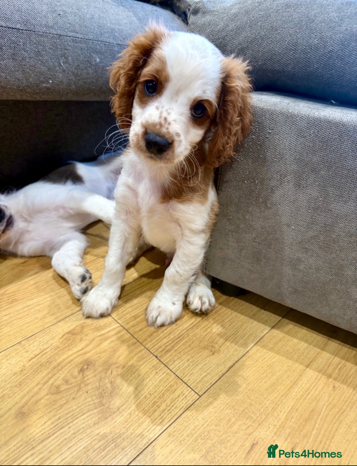 Mixed Breed dogs Cavapoo Puppies - Ready Now x3 boys Left - Advert 2