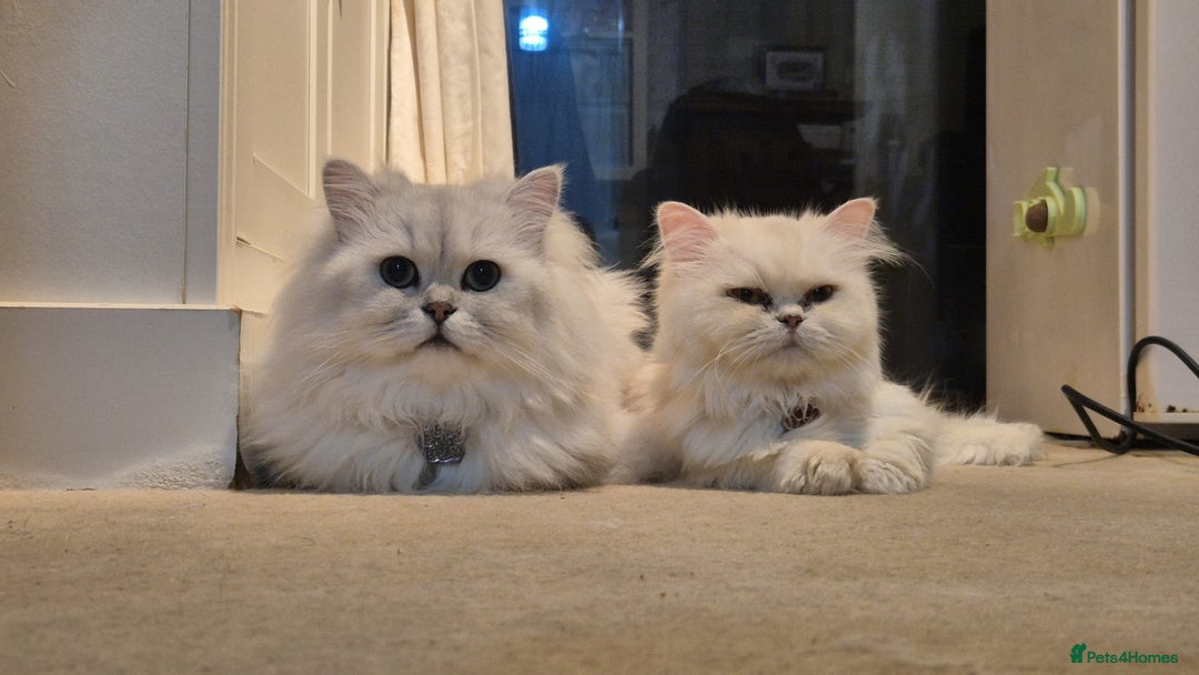 Persian cats for sale: Persian Chinchilla Kittens Available  - Advert 7