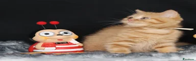 British Longhair Kitten 5
