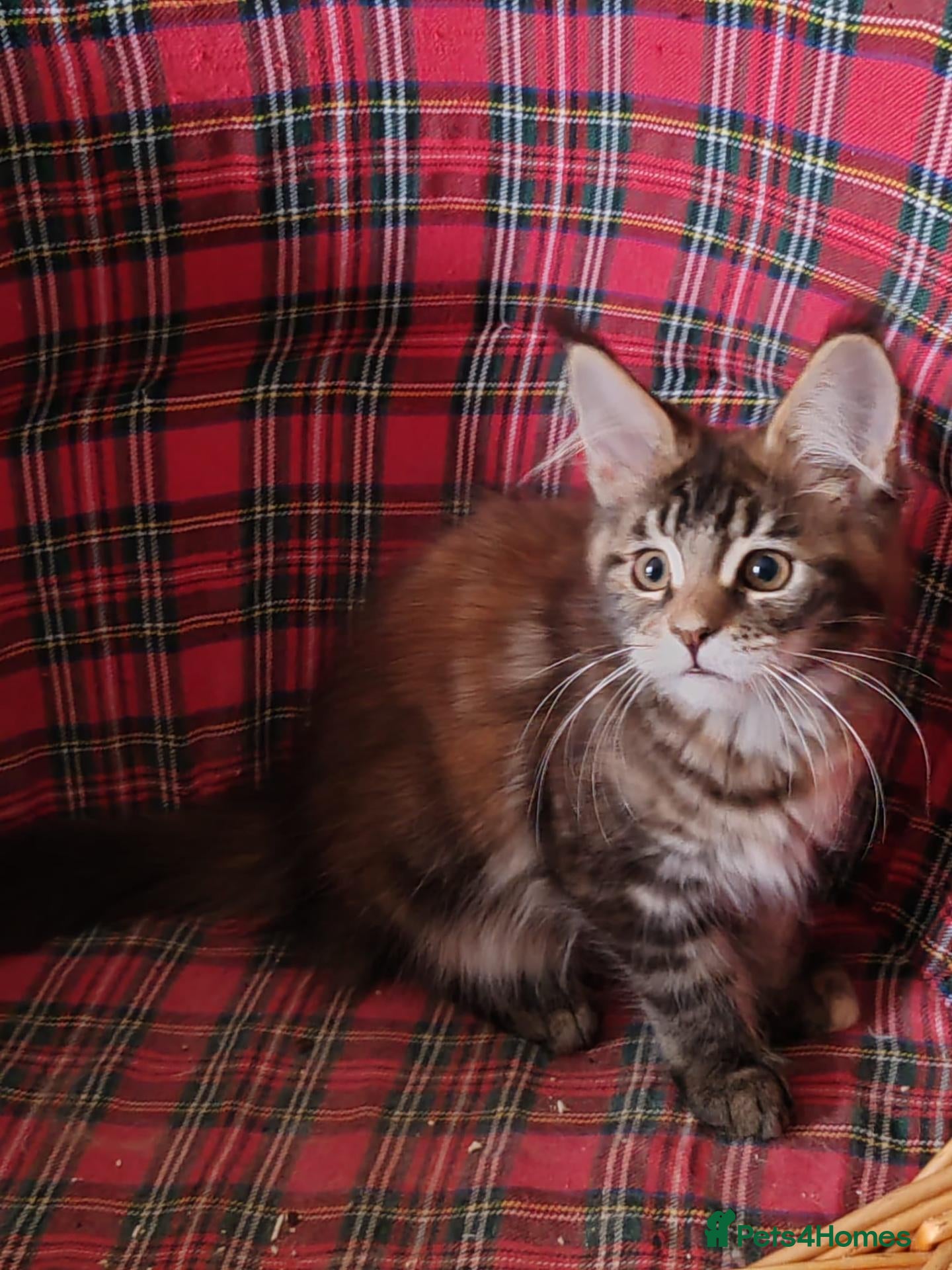 Maine Coon cats Last  girl available  - Advert 1