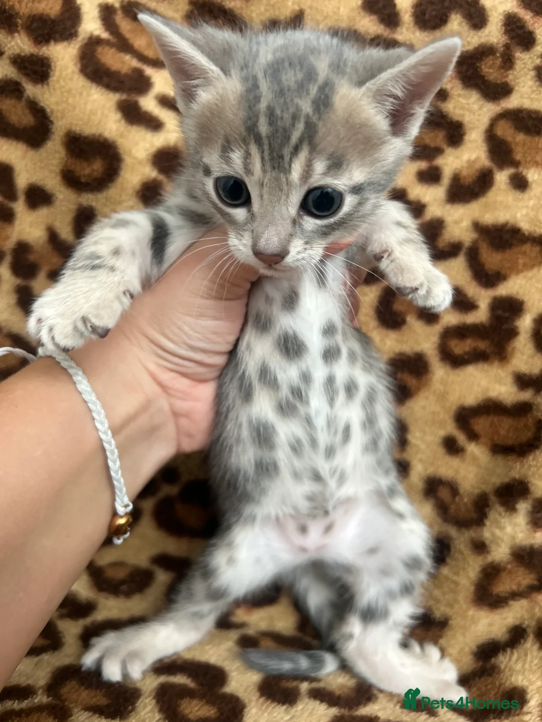 Bengal cats for sale: Beautiful Litter of Bengal Kittens - TICA Reg - Advert 7