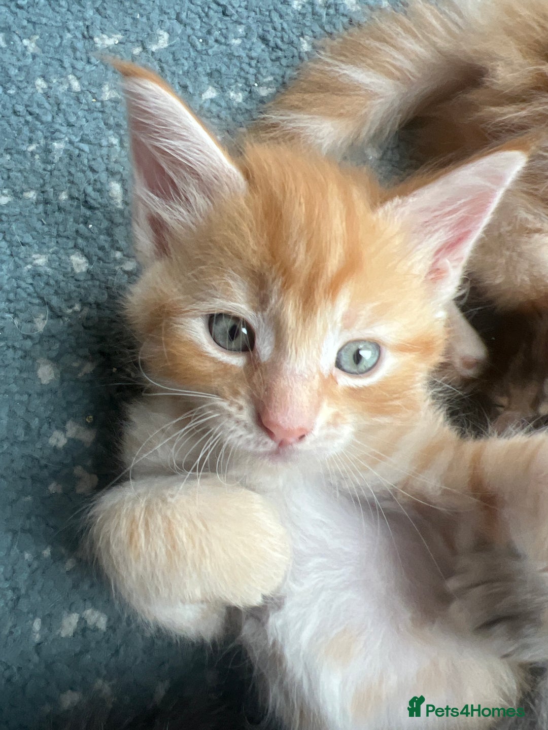 Maine Coon cats for sale: Beautiful Maine Coon babies - Image 24