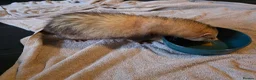 Ferret rodents for sale: Pair of Gills, tame sisters and full setup  - Advert 8
