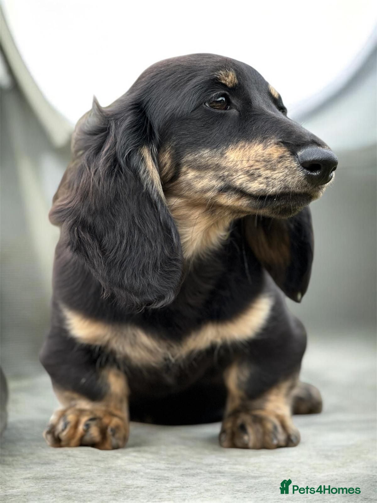 Miniature Dachshund dogs KC mini longhaired brindle dachshunds  - Advert 13