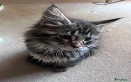 Maine Coon cats for sale: Maine coon x kittens for loving homes  in Canterbury - Image 11