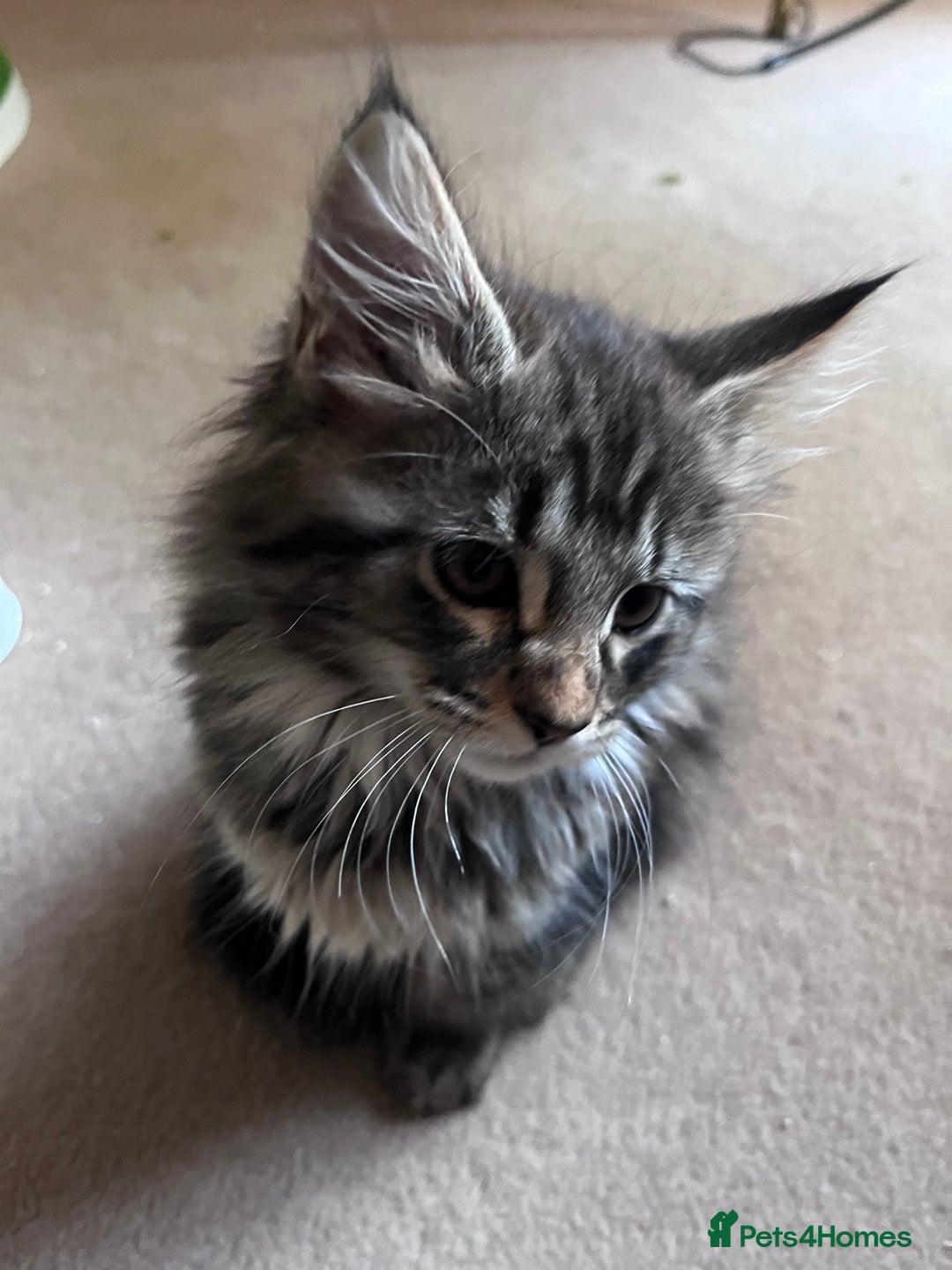 Maine Coon cats for sale: Maine coon x kittens for loving homes  in Canterbury - Image 11