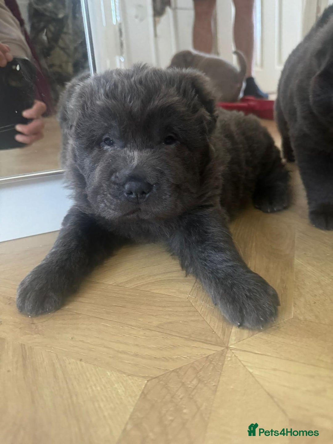 Shar Pei dogs for sale: Stunning litter of kc reg Shar Pei puppies  - Advert 1