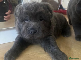 Shar Pei dogs - Advert 1