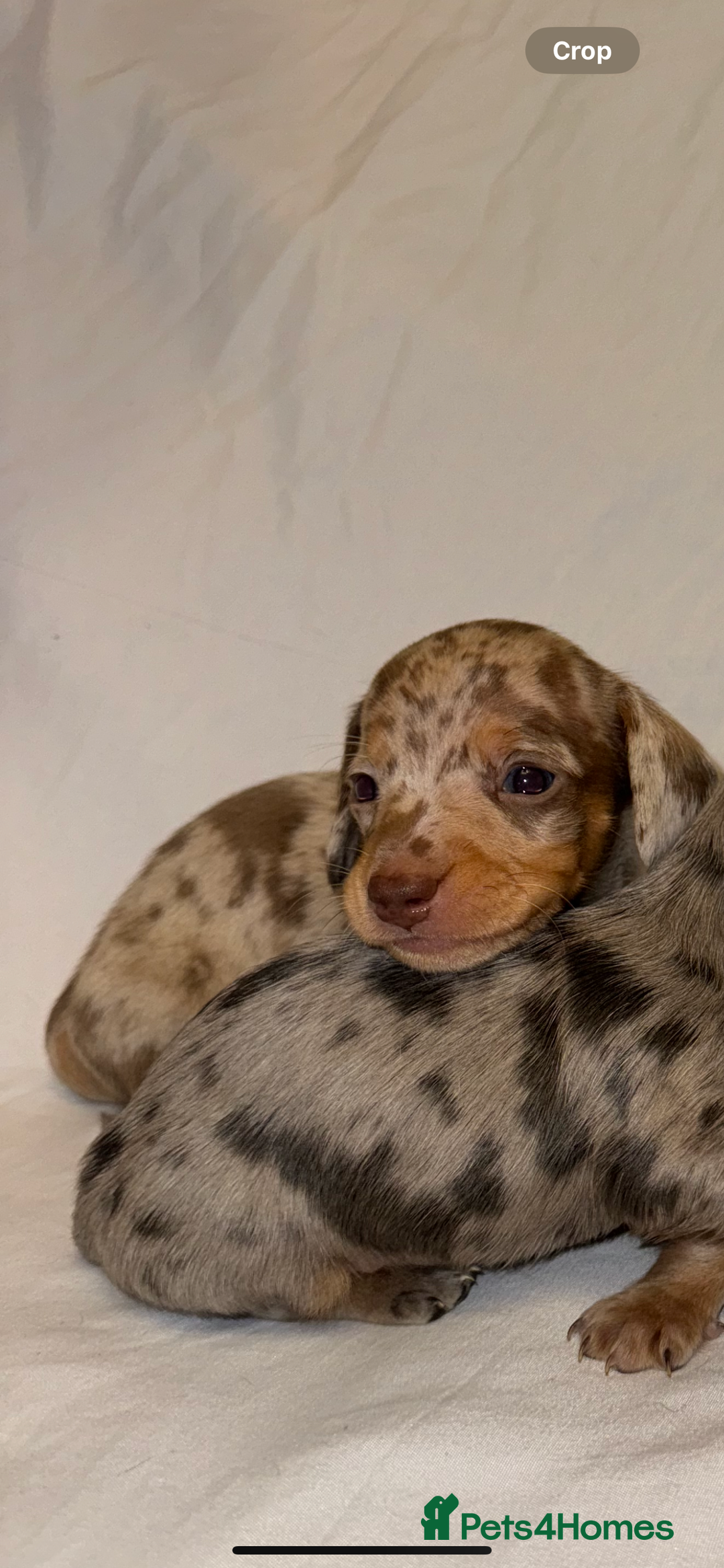 Miniature Dachshund dogs for sale: Miniature Dachshunds Available - Advert 14