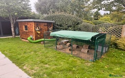 Dutch rabbits for sale: 2 male rabbits, hutch and more  - Image 3