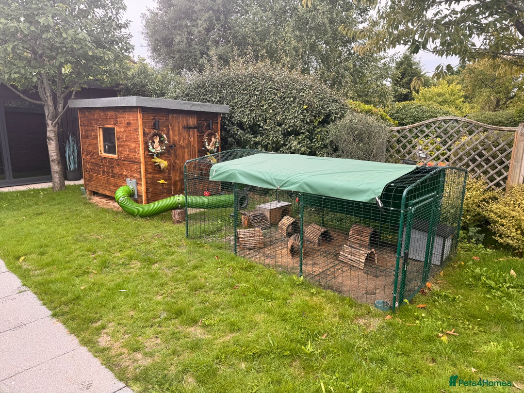 Dutch rabbits for sale: 2 male rabbits, hutch and more  - Image 3