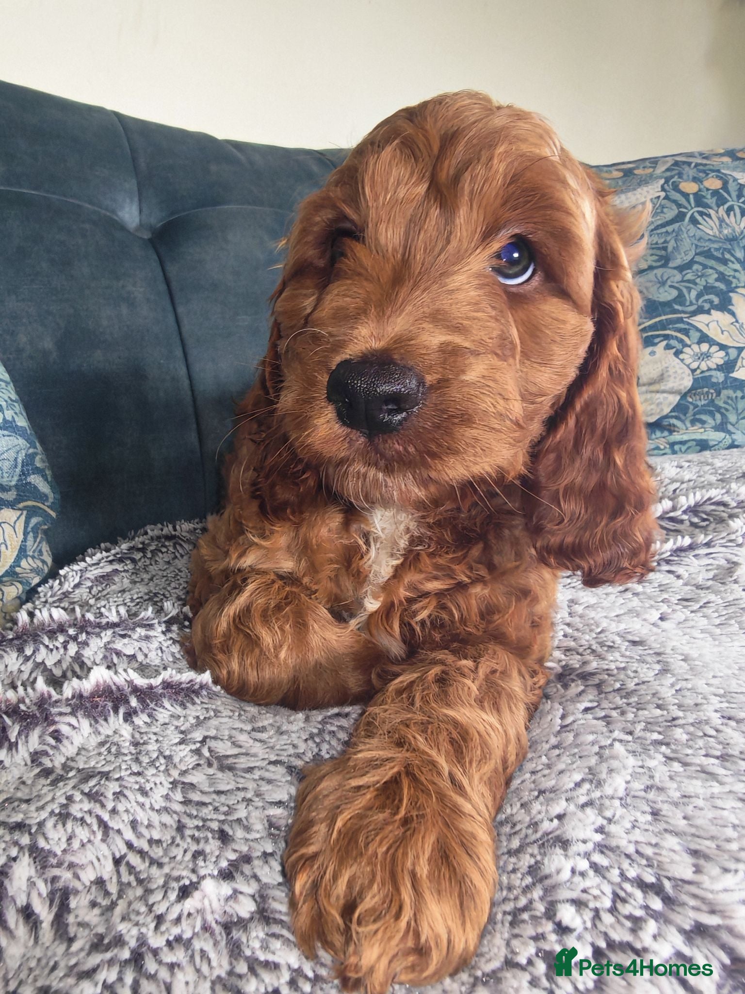 Cockapoo dogs 5* Licensed Breeder Cockapoo puppies F1 - Advert 5