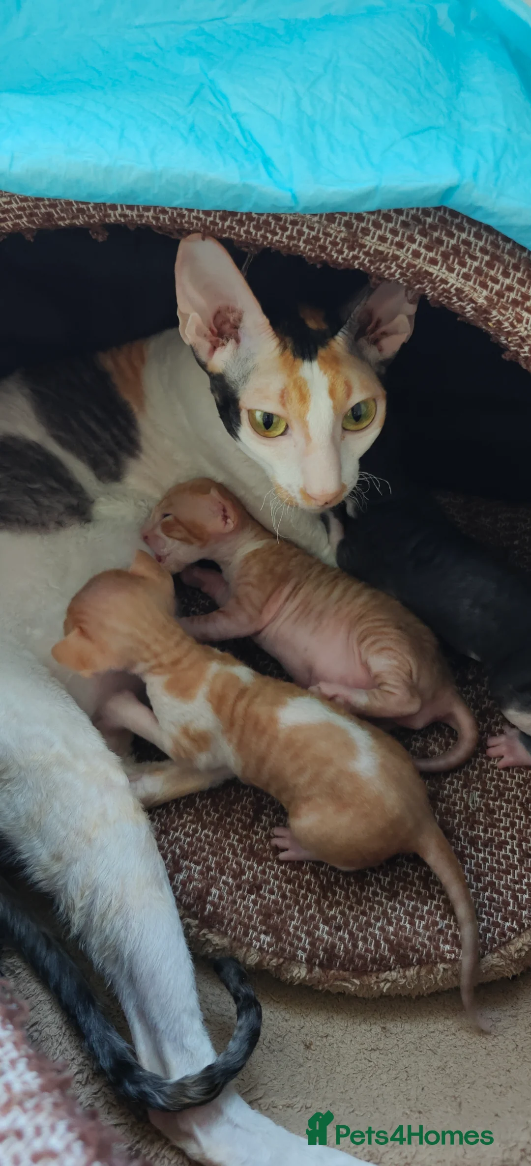 Cornish Rex cats for sale: Cornish Rex kitten ready to new home  - Advert 2