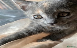 Domestic Shorthair cats for sale: Grey shorthair kitten - Image 6