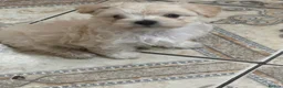 Mixed Breed dogs for sale: Adorable Bichon Frise Puppies for Sale  - Advert 11