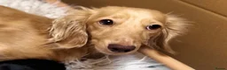 Miniature Dachshund dogs for sale: KC Longhaired Cream Miniature Dachshund Puppies - Advert 13
