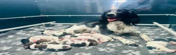 English Springer Spaniel dogs for sale: KC Registered English Springer Spaniel Puppies - Advert 1