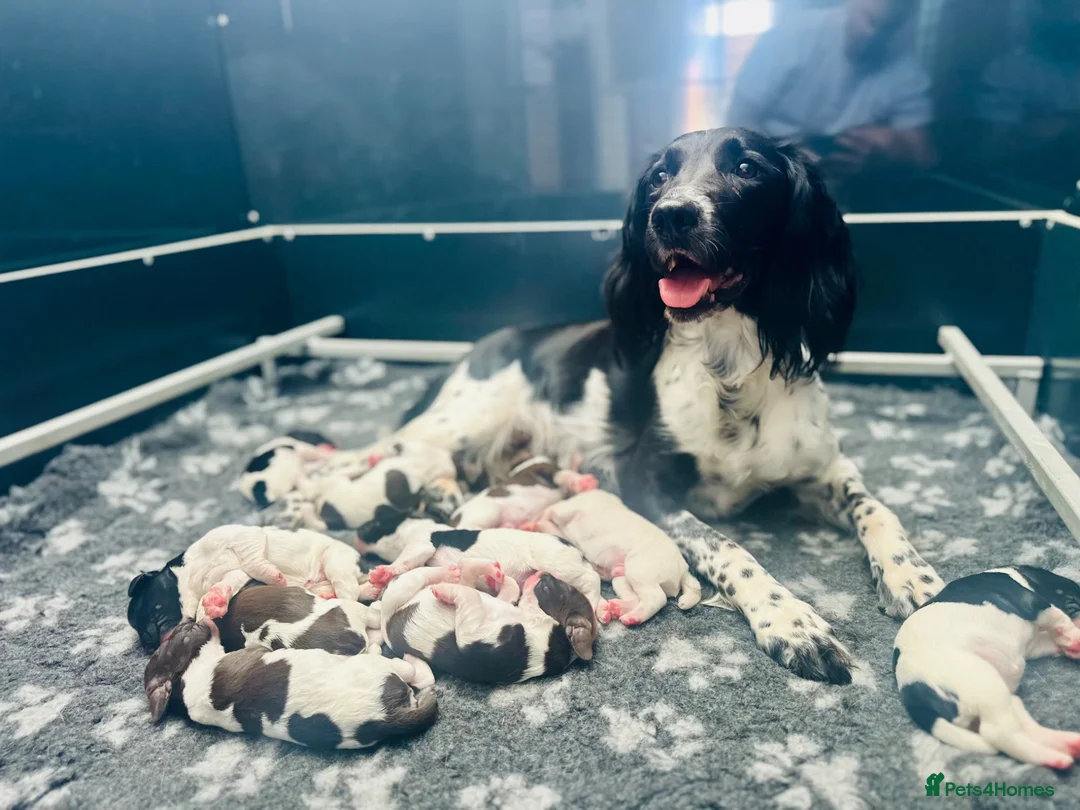 English Springer Spaniel dogs for sale: KC Registered English Springer Spaniel Puppies - Advert 1