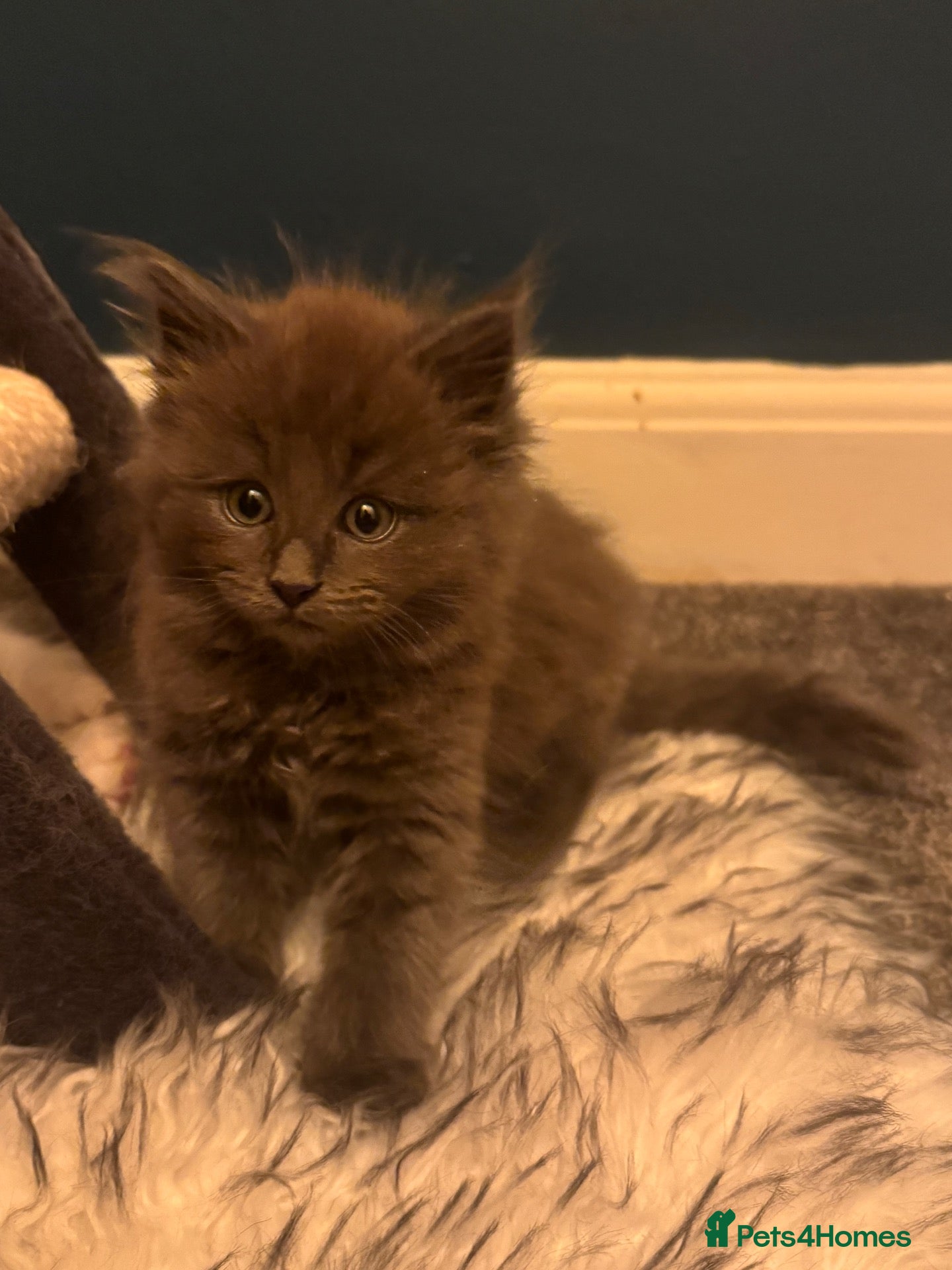 Ragcoon cats 🩵2 Beautiful Ragcoon Kittens Ready To Leave Now🩷 - Advert 2