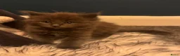 Ragcoon cats for sale: 🩵2 Beautiful Ragcoon Kittens Ready To Leave Now🩷 - Advert 8