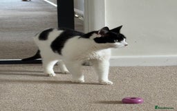 Domestic Shorthair cats for sale: Nyx - Shorthair Domestic  - Image 1