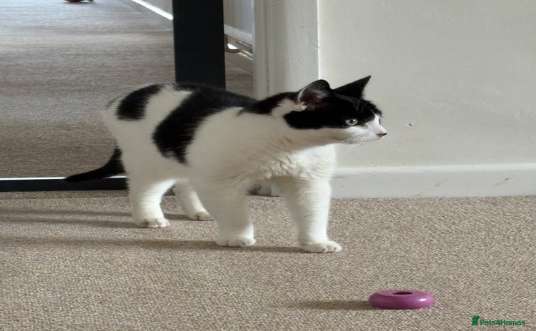 Domestic Shorthair cats - Advert 1
