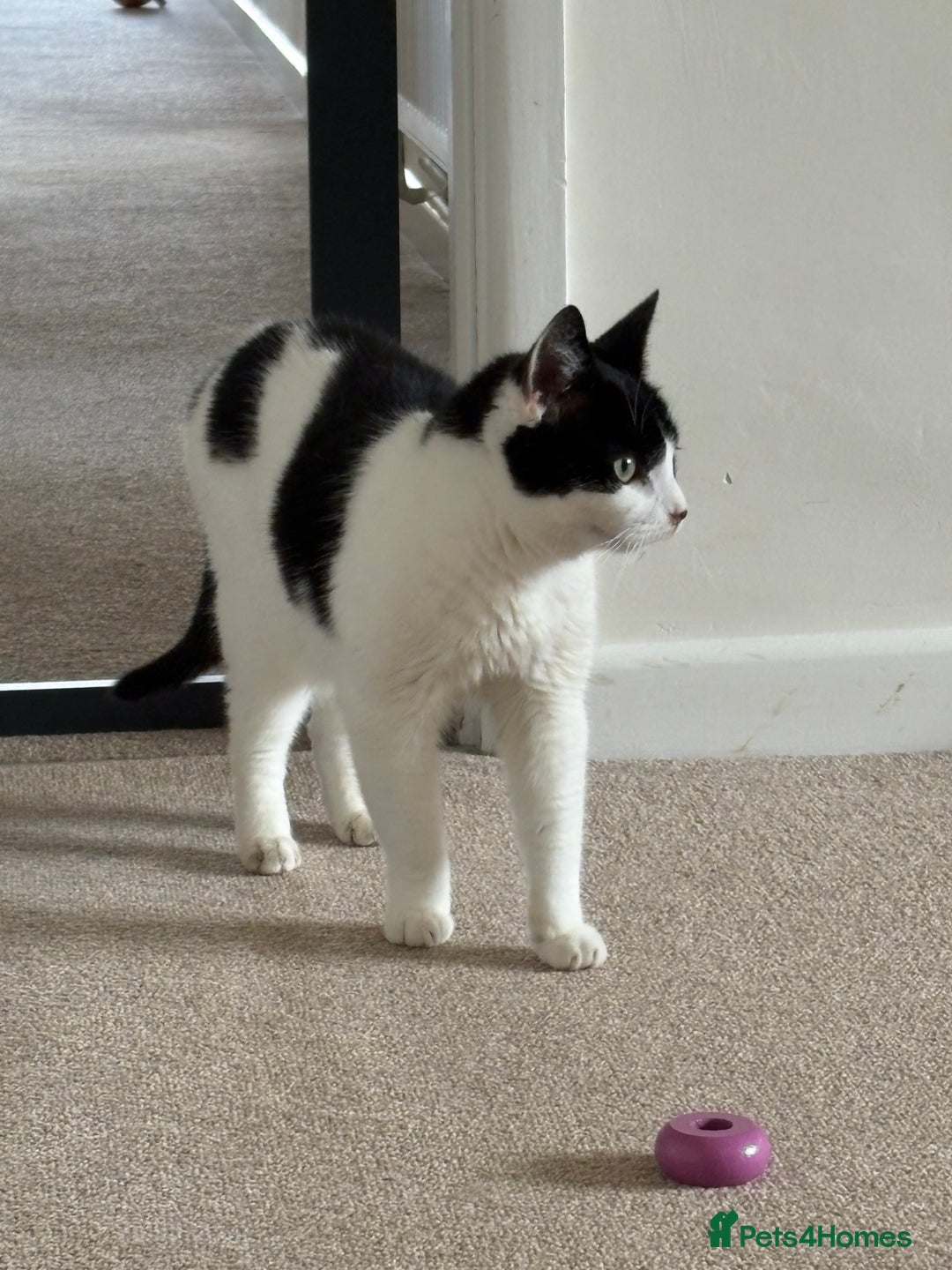 Domestic Shorthair cats for sale: Nyx - Shorthair Domestic  - Image 1