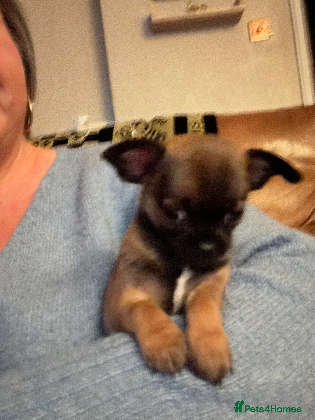 Chihuahua dogs for sale: Boy chihuahua smooth coat  - Advert 13