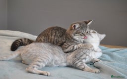 British Shorthair cats for sale: Beautiful British shorthair female kitten - Image 7