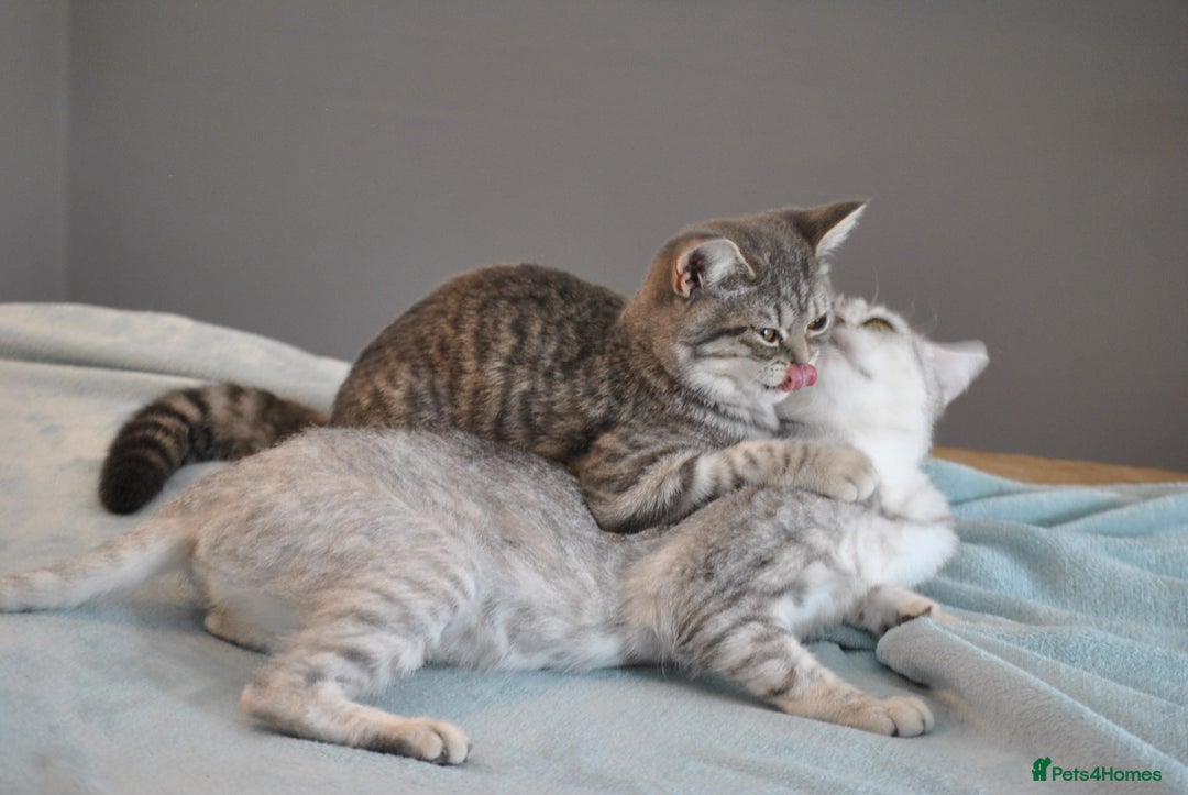 British Shorthair cats for sale: Beautiful British shorthair female kitten - Image 7