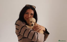 Mixed Breed dogs for sale: Dakota Sport Retriever Puppies ready 01/10/25 - Image 8