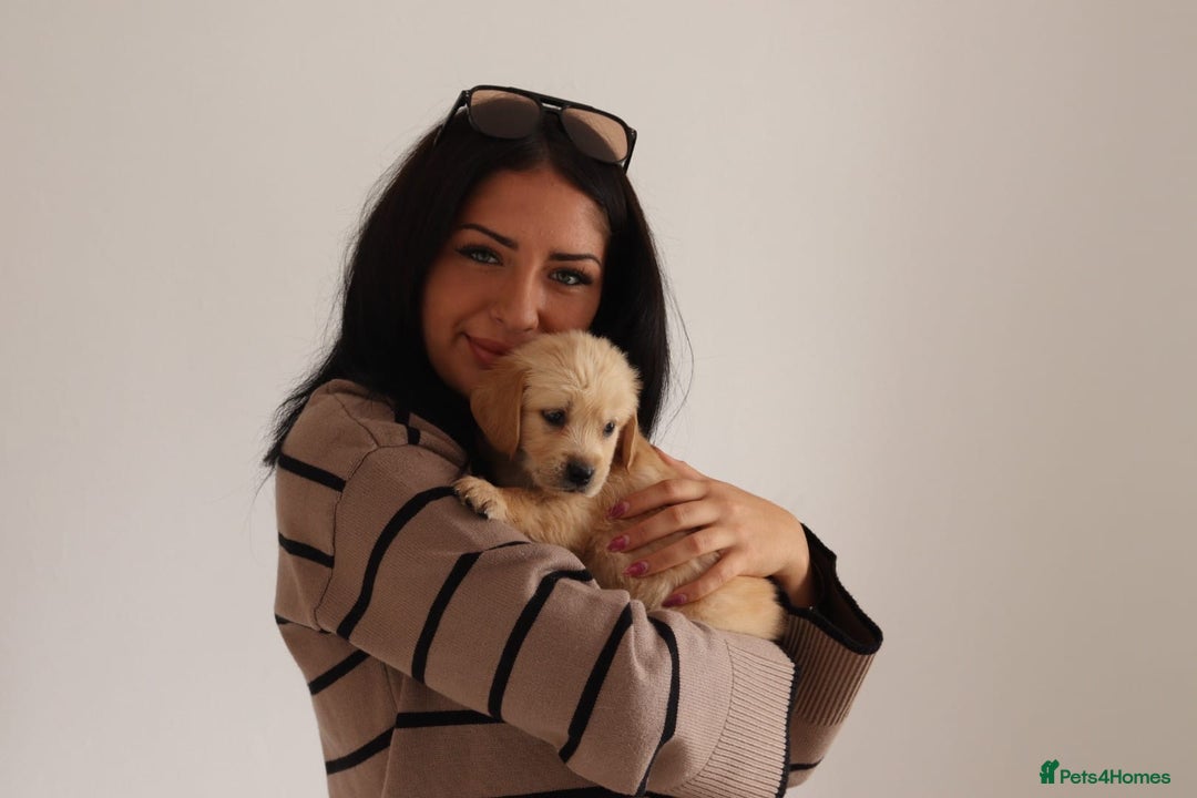 Mixed Breed dogs for sale: Dakota Sport Retriever Puppies ready 01/10/25 - Image 8