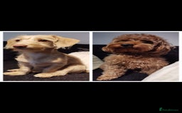 Mixed Breed dogs for sale: Dockerpoo puppies - Image 5