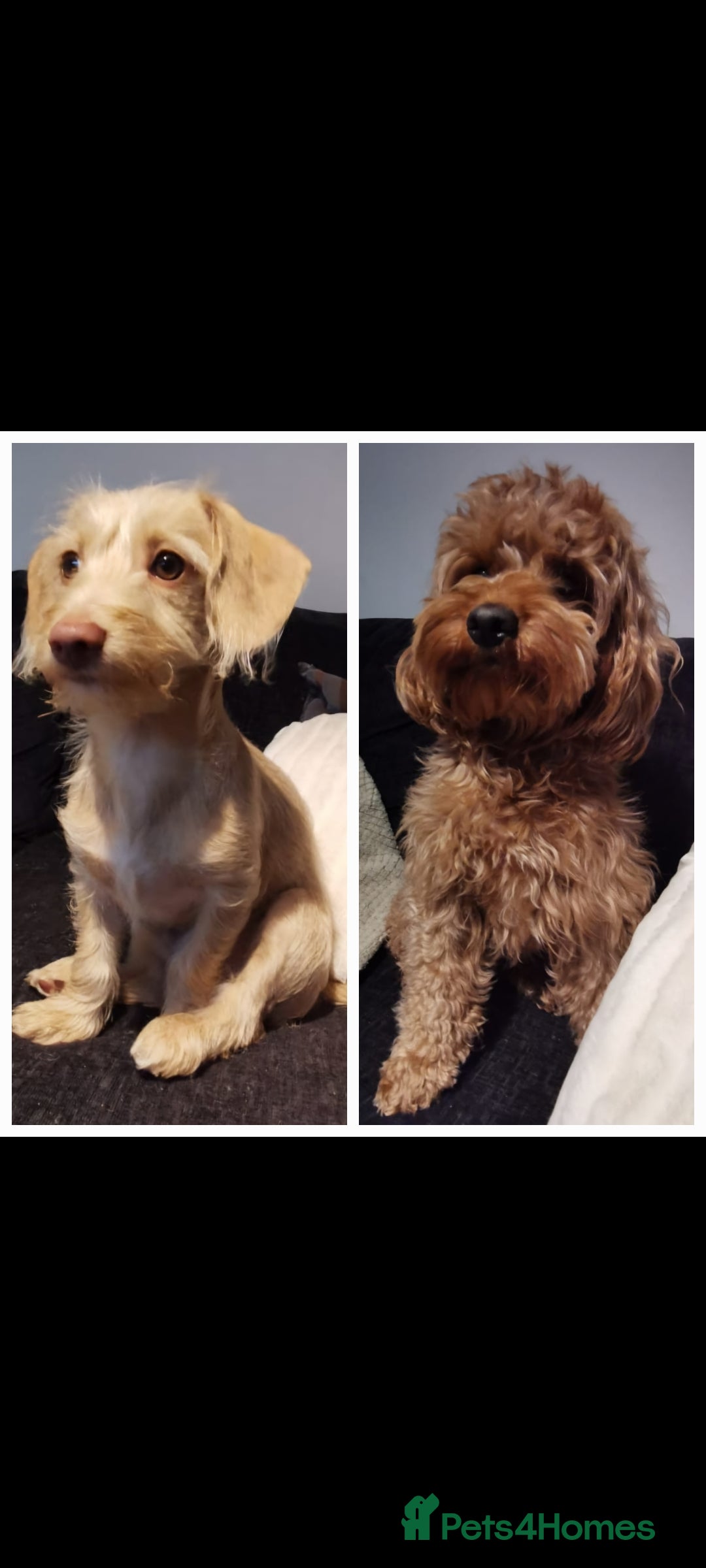 Mixed Breed dogs for sale: Dockerpoo puppies - Image 5