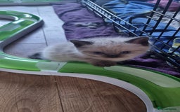 Persian cats for sale: Five loveable Persian kittens  - Image 14