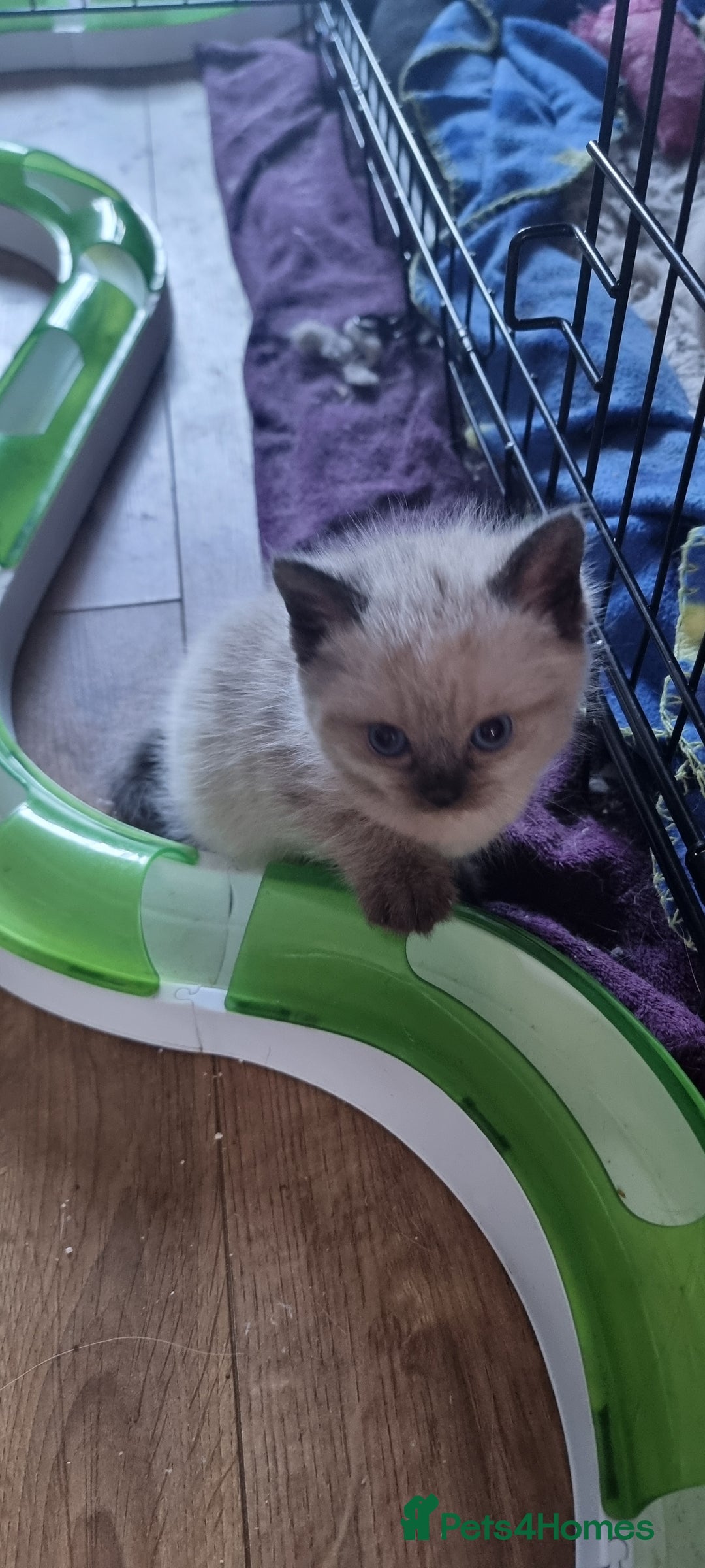 Persian cats for sale: Five loveable Persian kittens  - Image 14