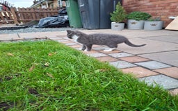 Mixed Breed cats for sale: Grey kittens  - Image 2
