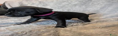 Patterdale Terrier 4