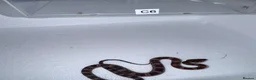 Corn Snake reptiles for sale: Baby Corn Snakes 🐍  - Advert 20