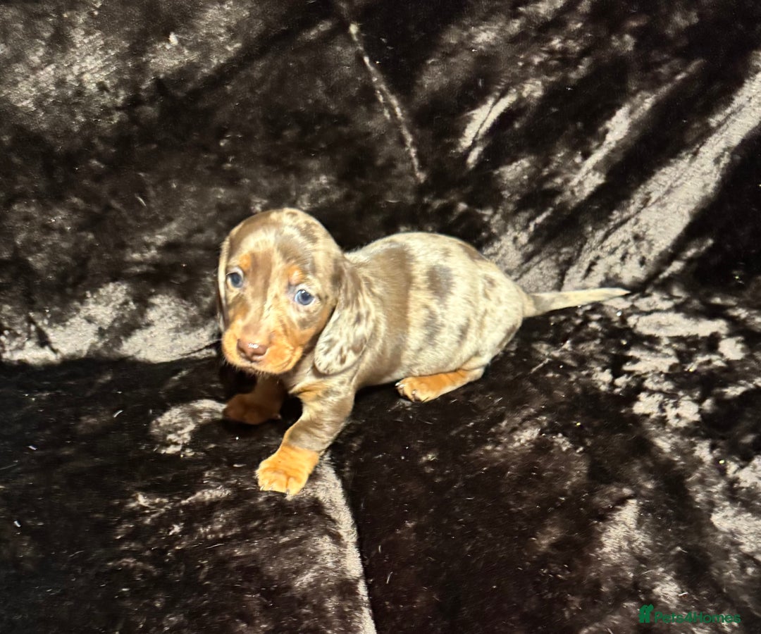 Miniature Dachshund dogs for sale: BEAUTIFUL KC MINI DACHSHUND READY TO LEAVE 23/12   - Advert 3