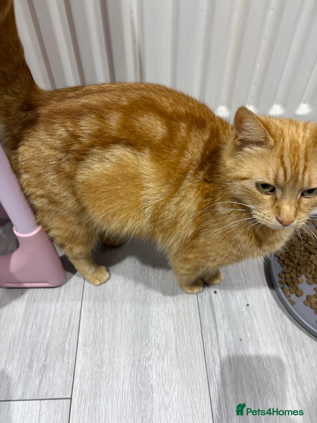 Mixed Breed cats for sale: 3 kittens for sale  - Advert 2