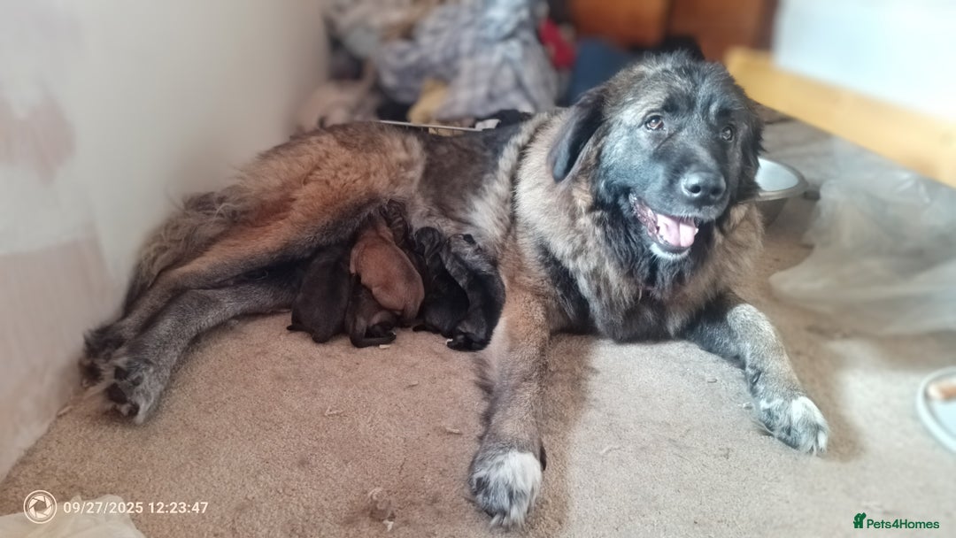 Mixed Breed dogs for sale: Caucasian Shepherd  Possible Cross) Pups for sale  - Image 1