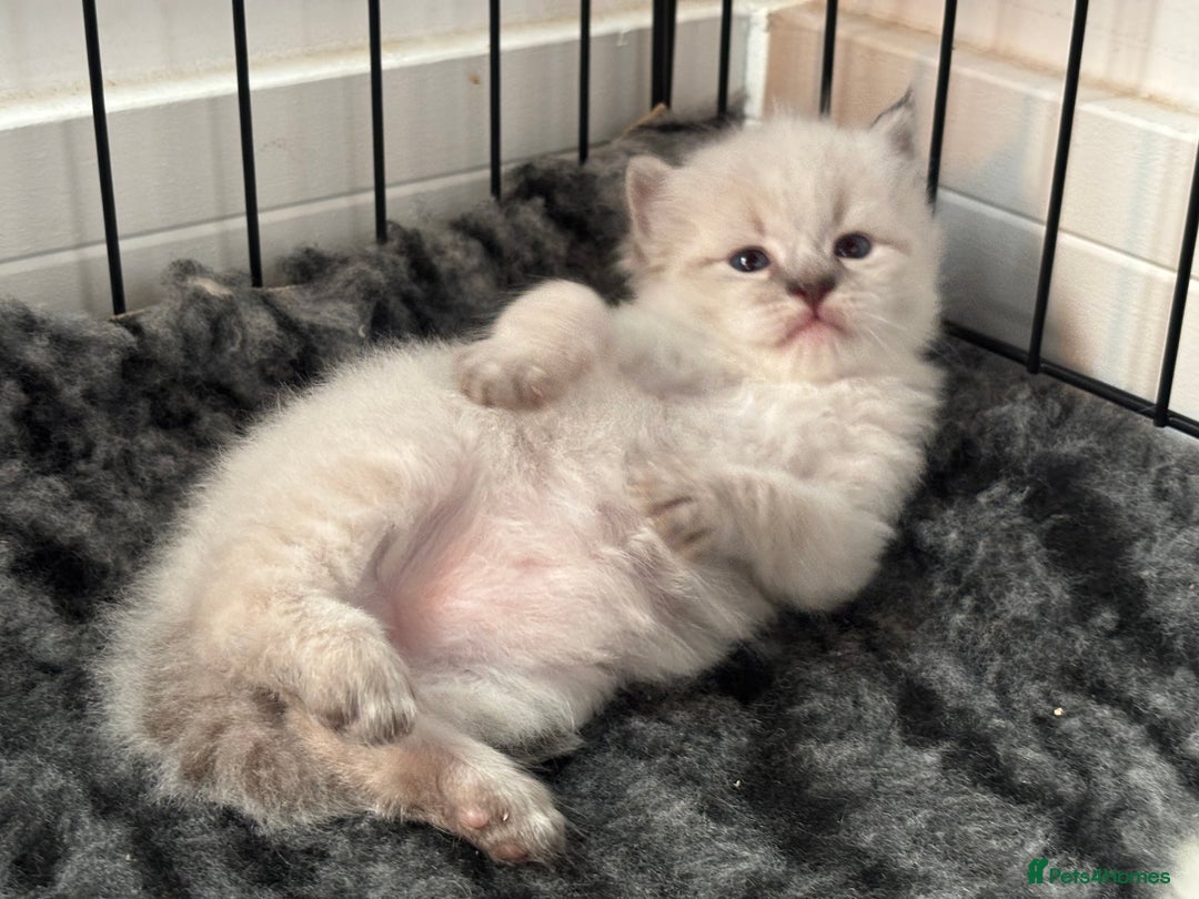 Siberian cats for sale: 🌓Word Champion Grandfather 🌖 - Advert 11