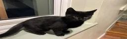 Mixed Breed cats for sale: Beautiful shiny black kittens and one tabby female - Advert 16