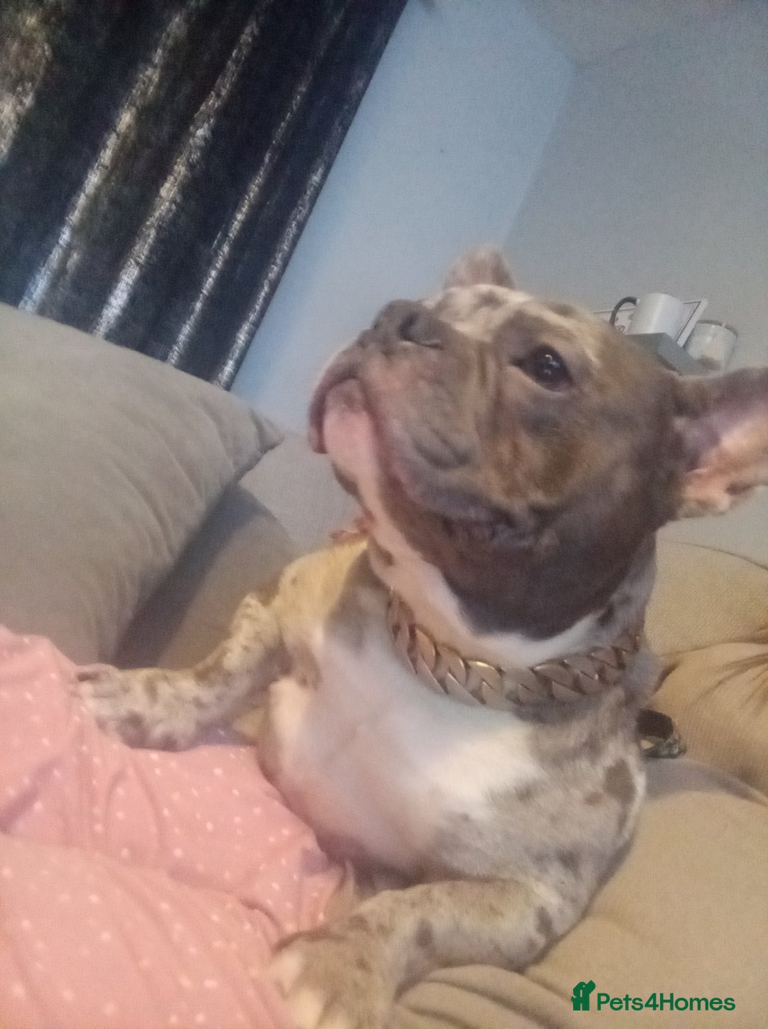 Mixed Breed dogs for sale: Beautiful boy in need of forever home  - Advert 5