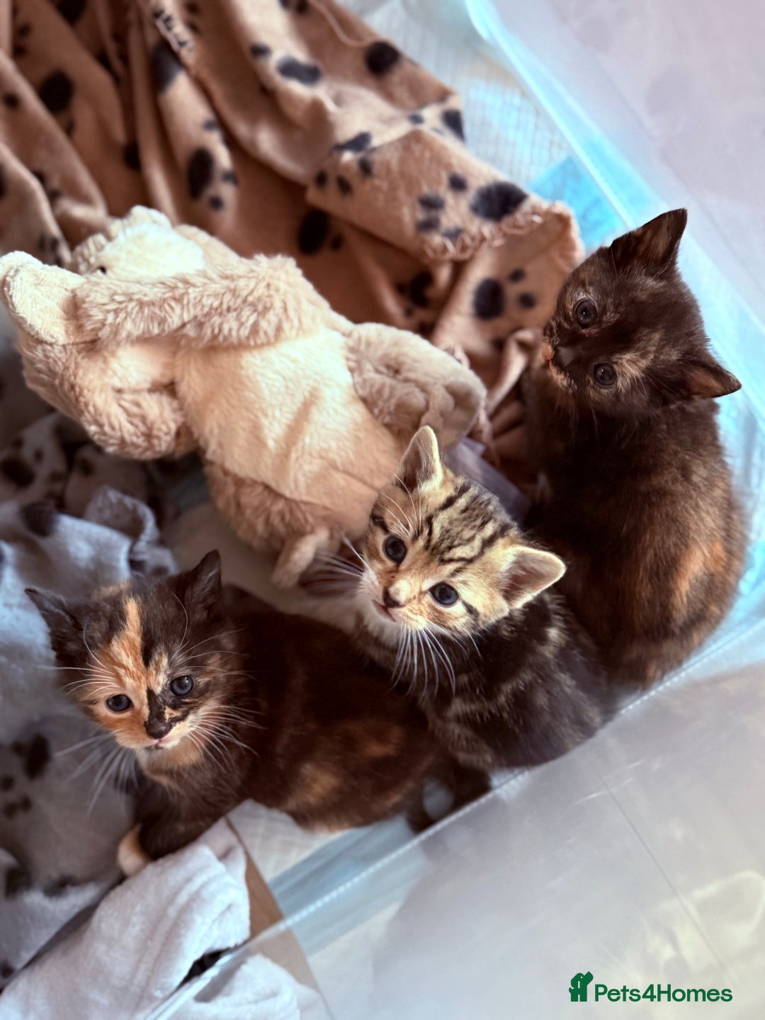 Domestic Shorthair cats for sale: Beautiful kittens - tabby and ginger mix - Advert 7