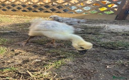 Ducks poultry for sale: Crested ducks  - Image 3