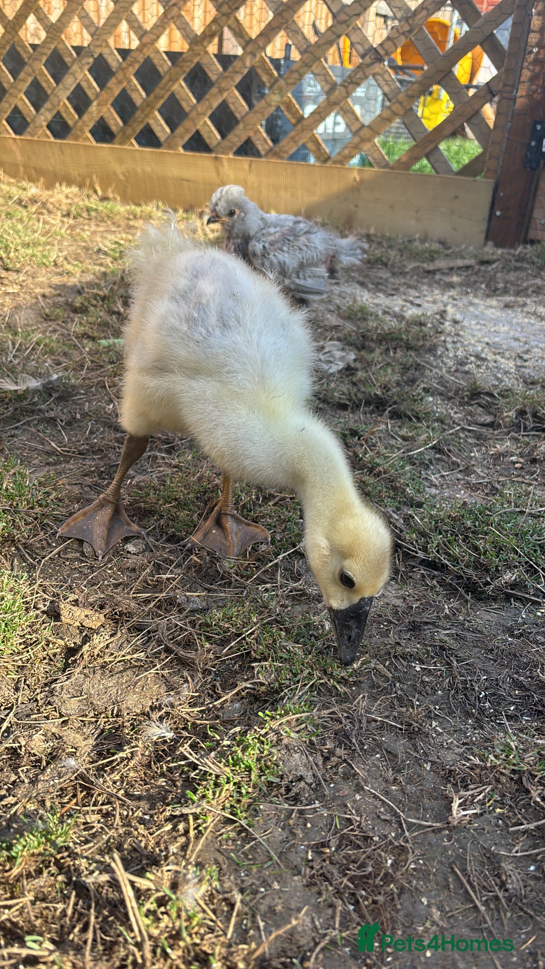 Ducks poultry for sale: Crested ducks  - Image 3
