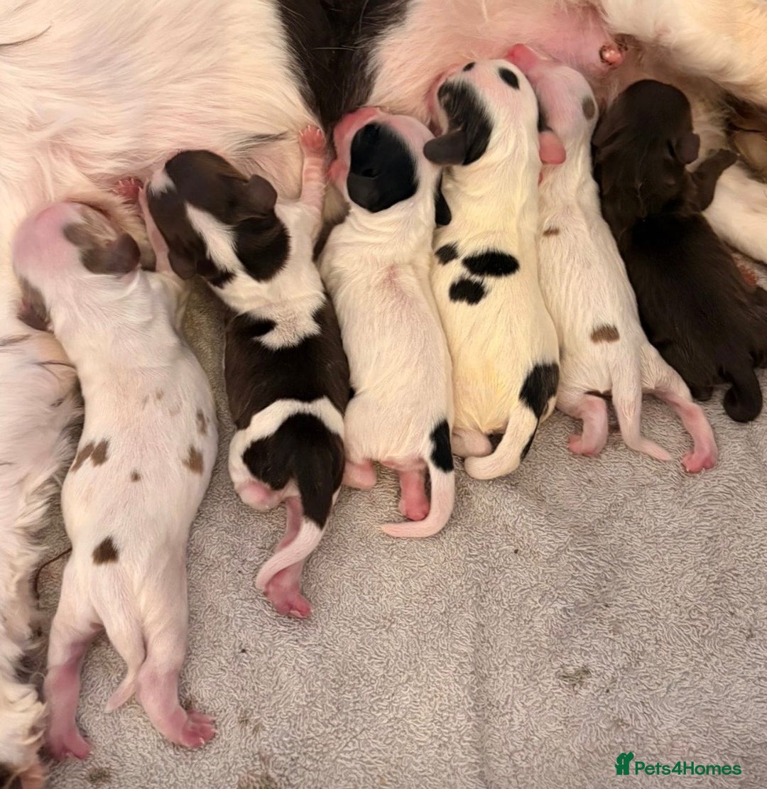 Cocker Spaniel dogs for sale: Beautiful cocker spaniel pups - Image 4