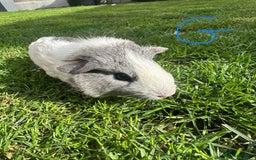 Guinea Pig rodents for sale: Female and male guinea pigs  - Image 7